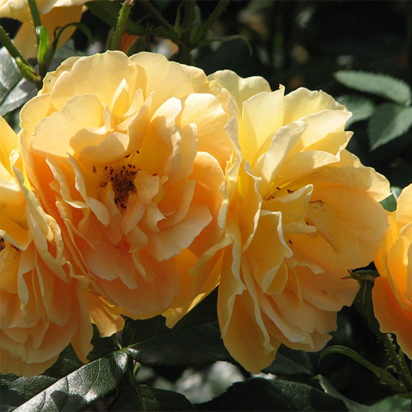 Rosier à fleurs groupées Bernstein Rose (Flowering)