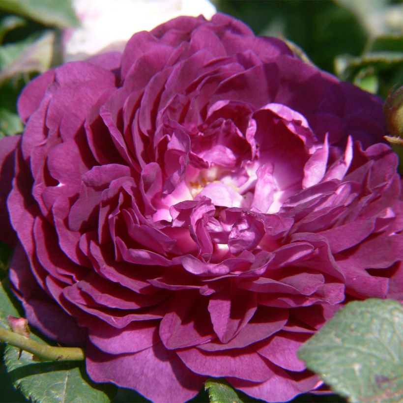 Rosier Bleu Magenta - Rosier grimpant ancien (Flowering)