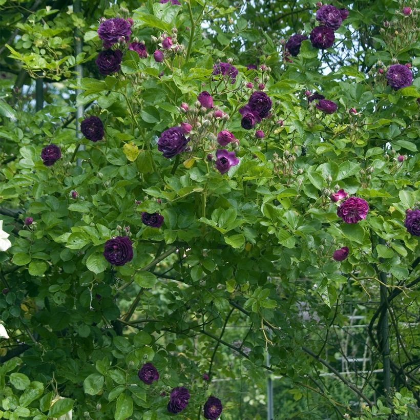 Rosier Bleu Magenta - Rosier grimpant ancien (Plant habit)