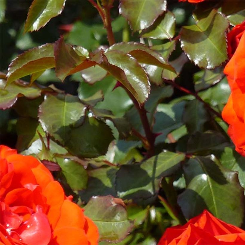 Rosier à fleurs groupées Remembrance (Foliage)