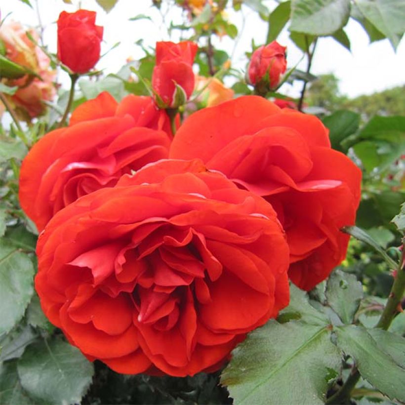 Rosier à fleurs groupées Remembrance (Flowering)
