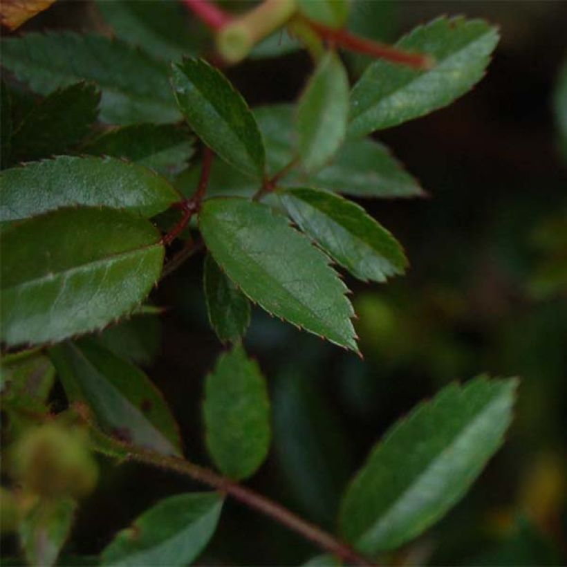Rosier couvre-sol Nozomi  (Foliage)