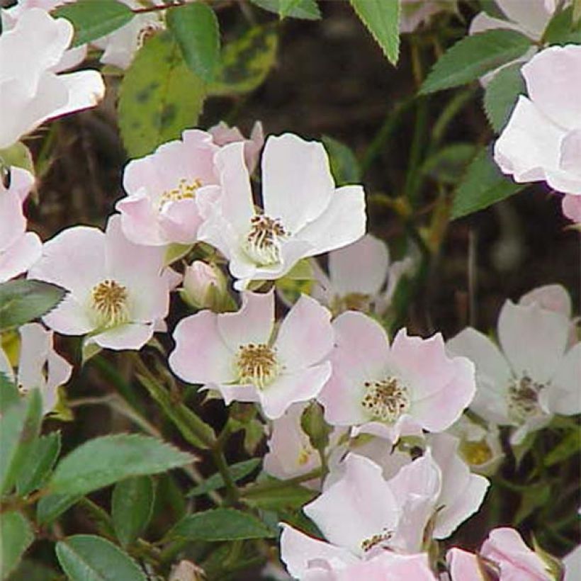 Rosier couvre-sol Nozomi  (Flowering)