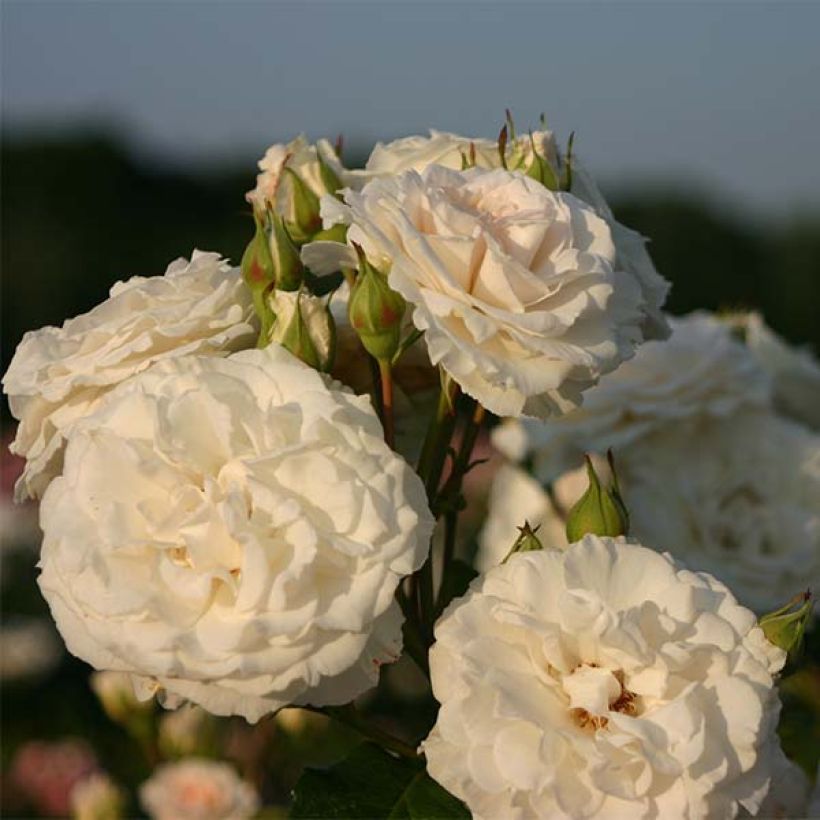 Rosier couvre-sol Swany (Flowering)