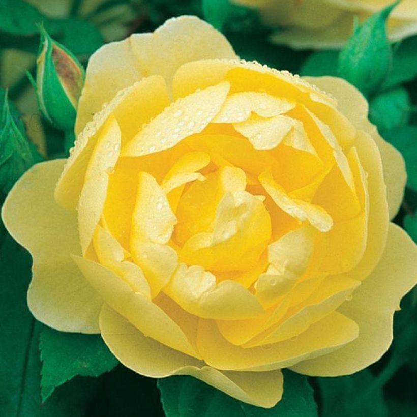 Rosier David Austin Blythe Spirit (Flowering)