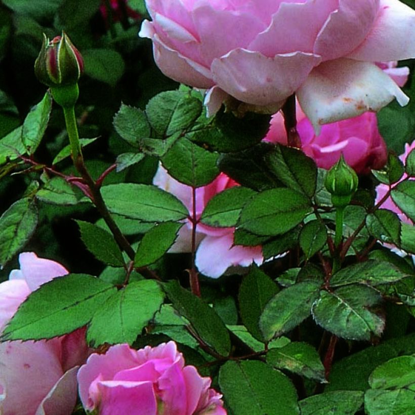 Rosier David Austin Brother Cadfael (Foliage)