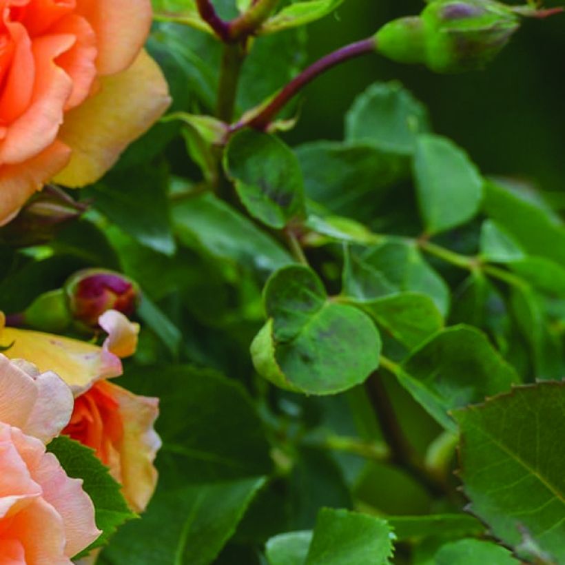 Rosier David Austin Dame Judi Dench (Foliage)