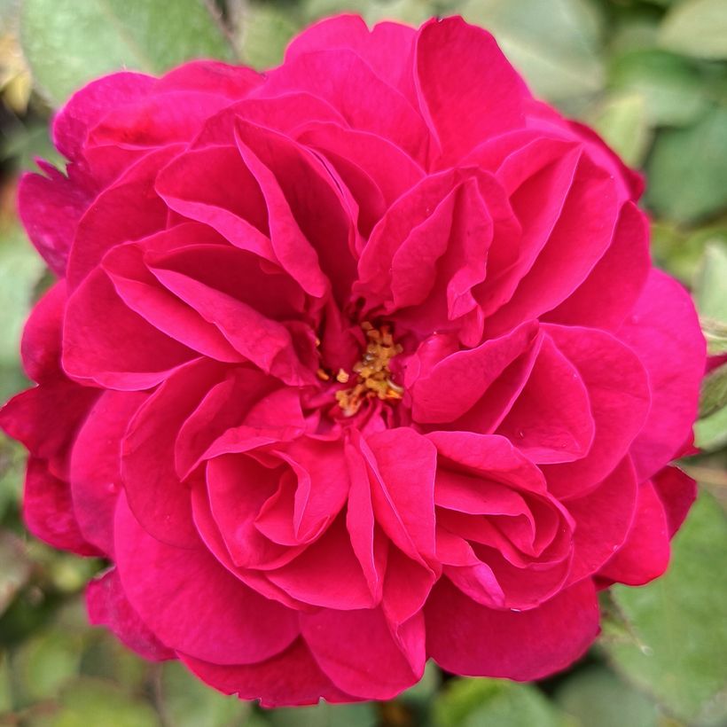 Rosier David Austin Darcey Bussel (Flowering)