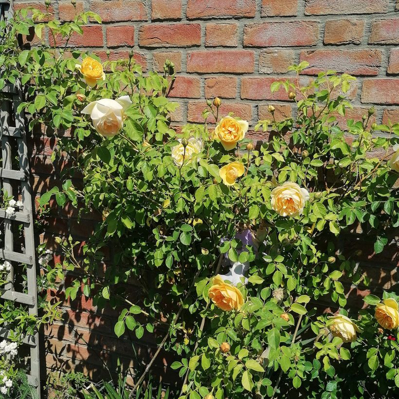 Rosier David Austin Graham Thomas  (Plant habit)