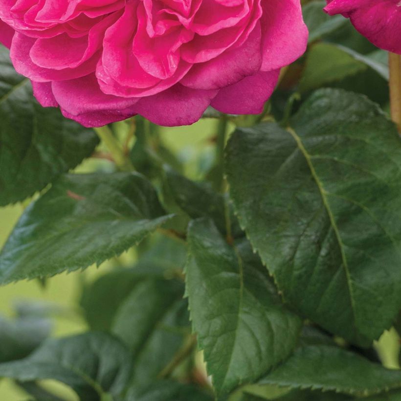 Rosier David Austin James L. Austin  (Foliage)