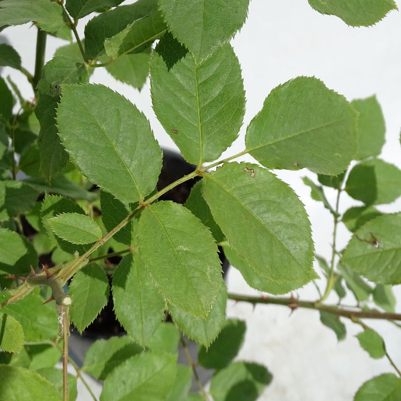 Rosier David Austin Morning Mist  (Foliage)