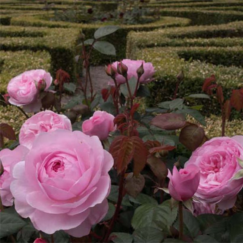 Rosier David Austin Olivia Rose Austin  (Flowering)
