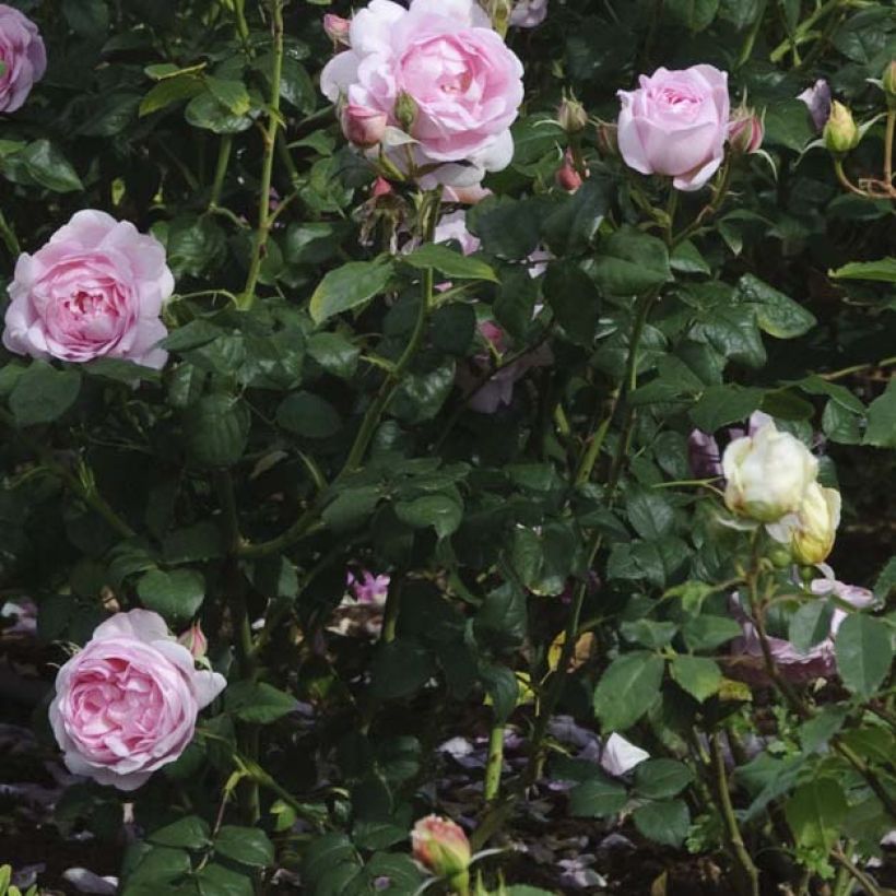 Rosier David Austin Scepter'd Isle (Foliage)