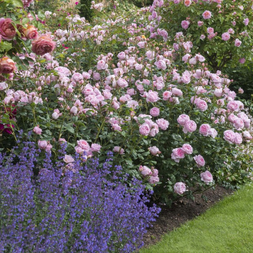 Rosier David Austin Scepter'd Isle (Plant habit)