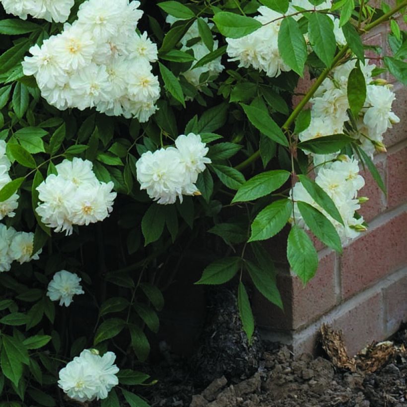Rosier David Austin Snow Goose  (Foliage)