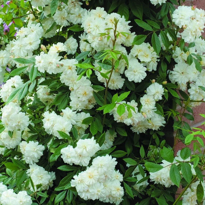 Rosier David Austin Snow Goose  (Flowering)