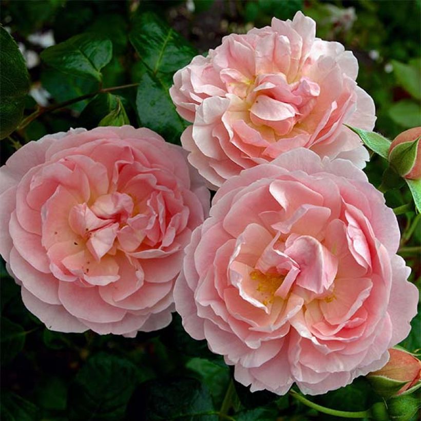 Rosier David Austin Strawberry Hill (Flowering)