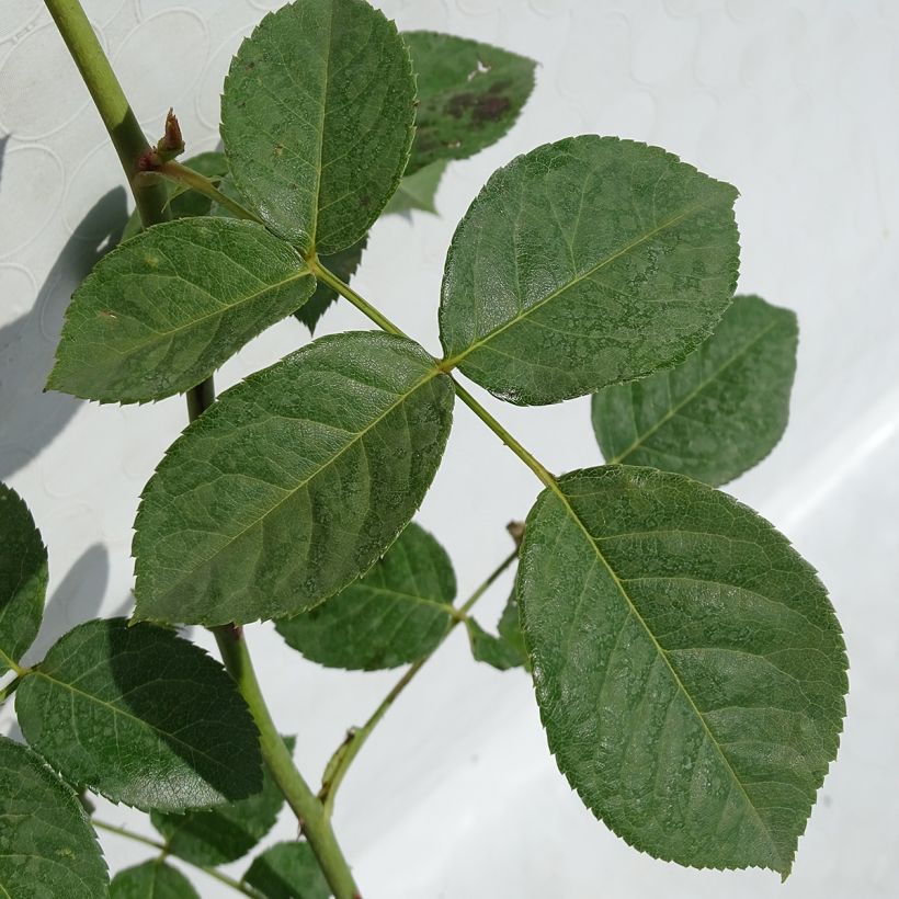 Rosier David Austin Teasing Georgia (Foliage)