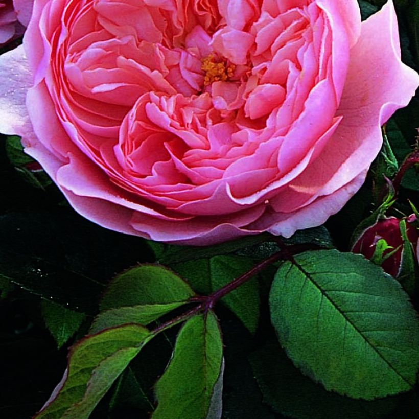 Rosier David Austin The Alnwick Rose (Foliage)