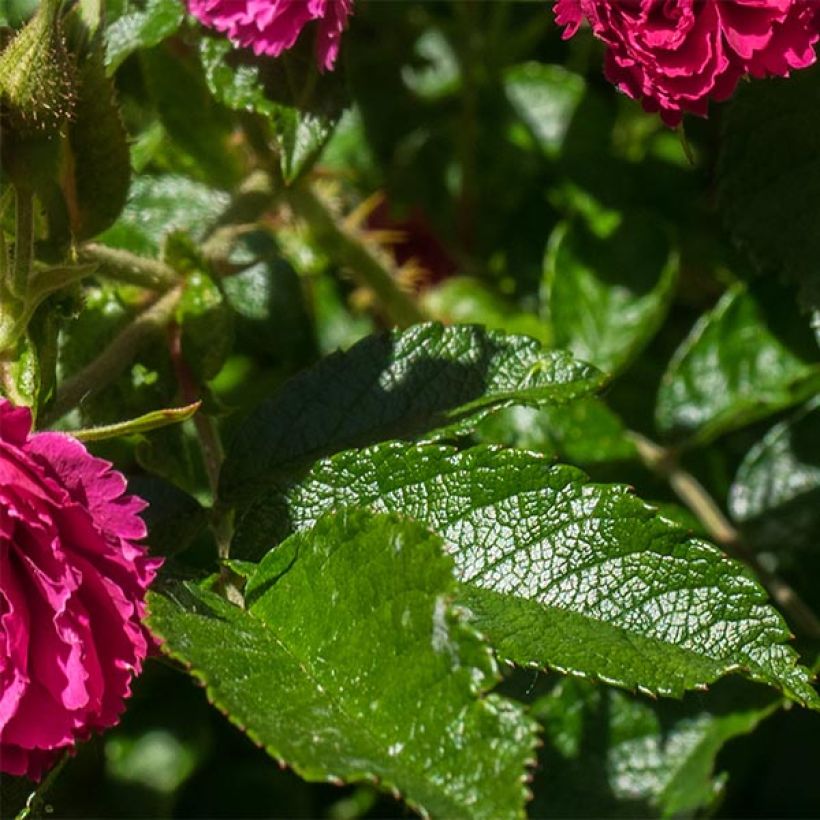 Rosier ancien F.J Grootendorst (Foliage)