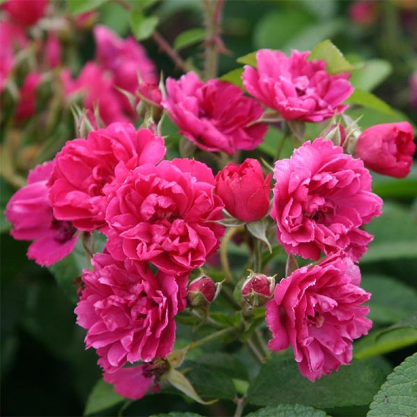 Rosier ancien F.J Grootendorst (Flowering)
