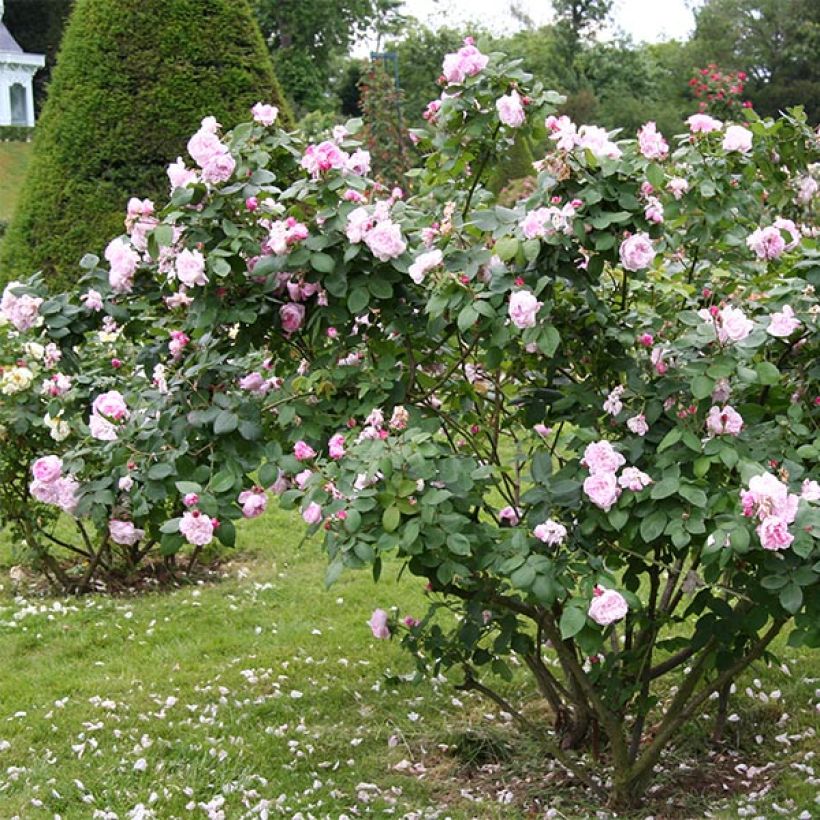 Rosier ancien Fantin Latour (Plant habit)