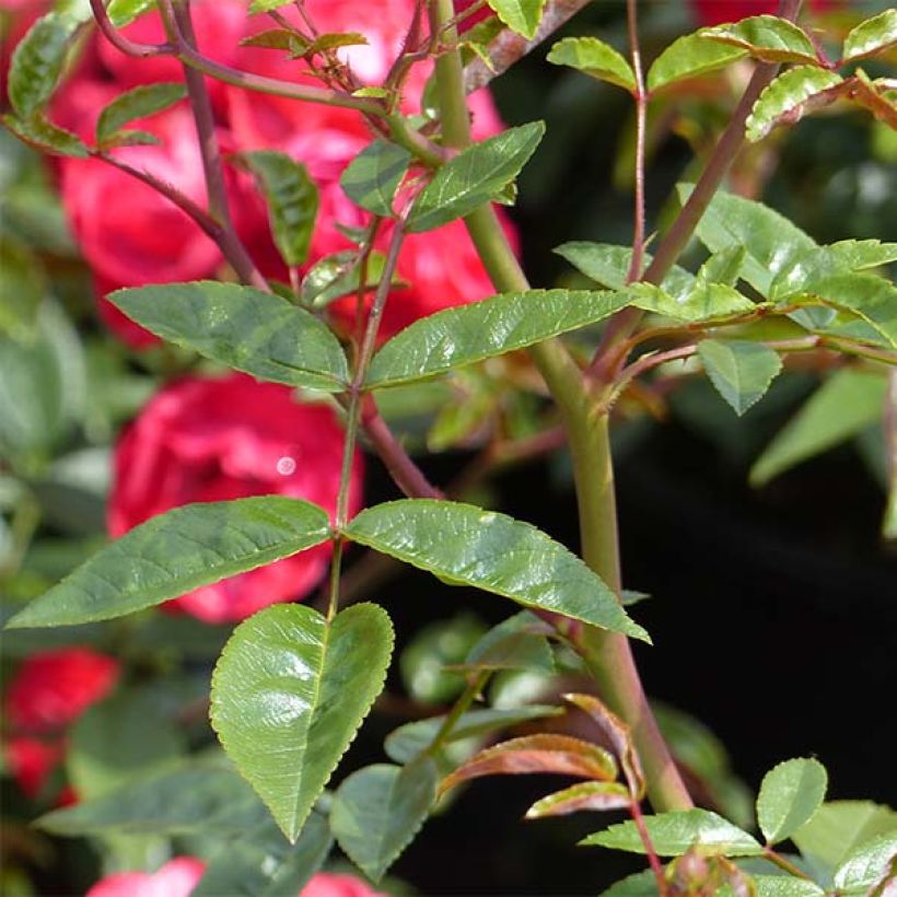 Rosier nain Fête des Mères (Foliage)
