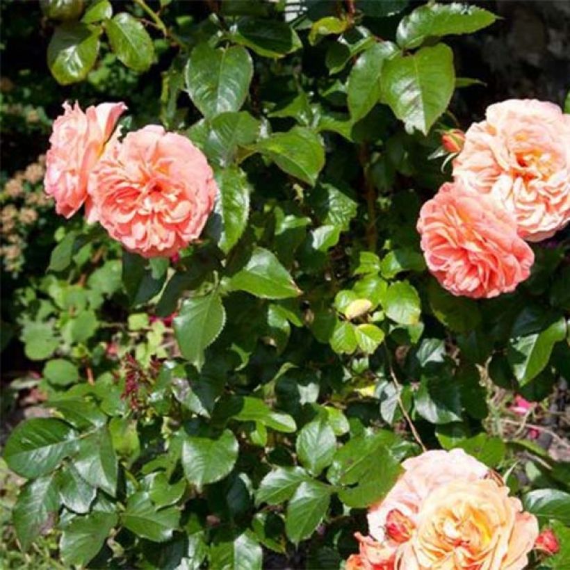 Rosier à fleurs groupées François Mauriac (Foliage)