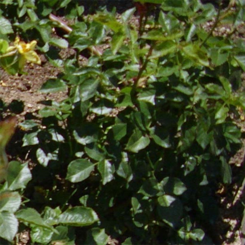 Rosier à fleurs groupées Friesia (Foliage)