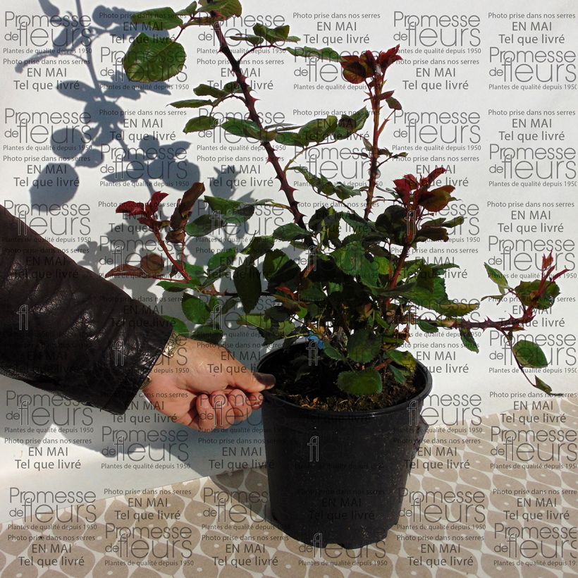 Example of Rosier Generosa Amandine Chanel Pot de 4L/5L as you get