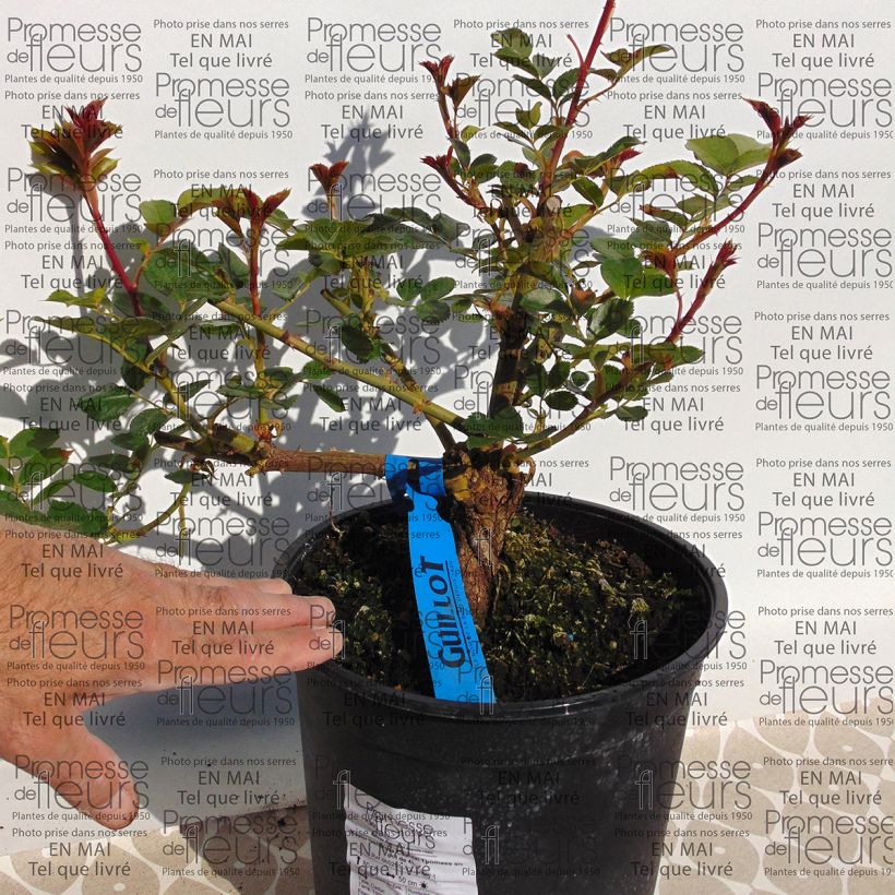 Example of Rosier Generosa Chantal Thomass Pot de 4L/5L as you get