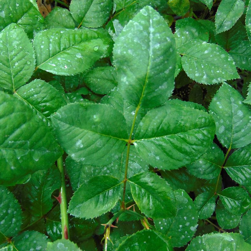 Rosier Generosa Elodie Gossuin (Foliage)
