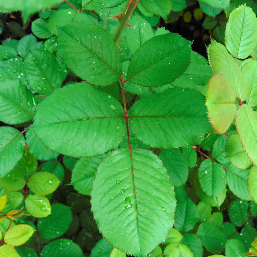 Rosier Generosa Guy Darmet (Foliage)