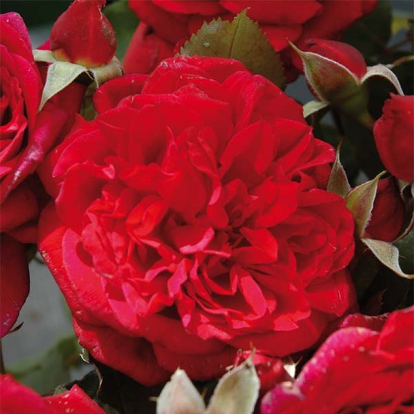 Rosier Generosa L'Ami des Jardins (Flowering)