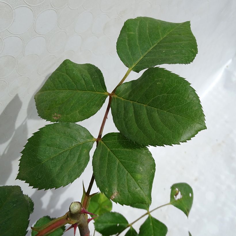 Rosier Generosa Laurent Cabrol (Foliage)