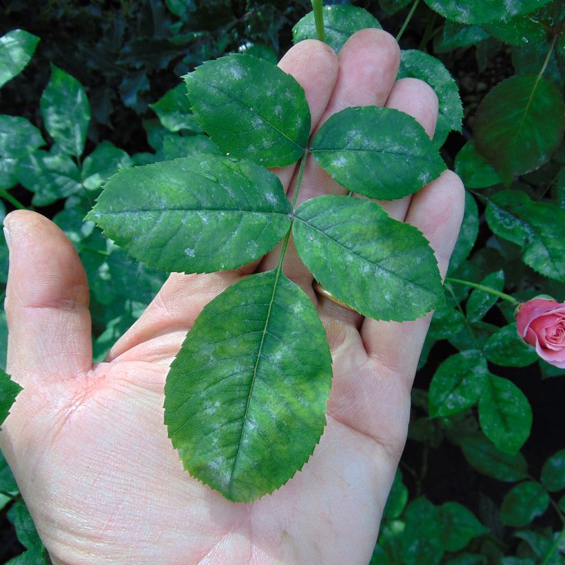 Rosier Generosa William Christie (Foliage)