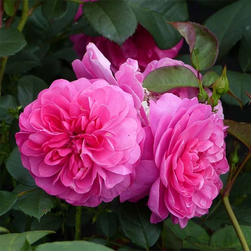 Rosier grimpant Allegro (Flowering)