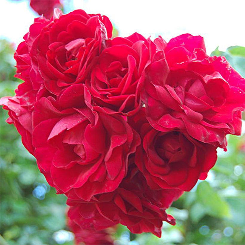 Rosier grimpant Amadeus (Flowering)