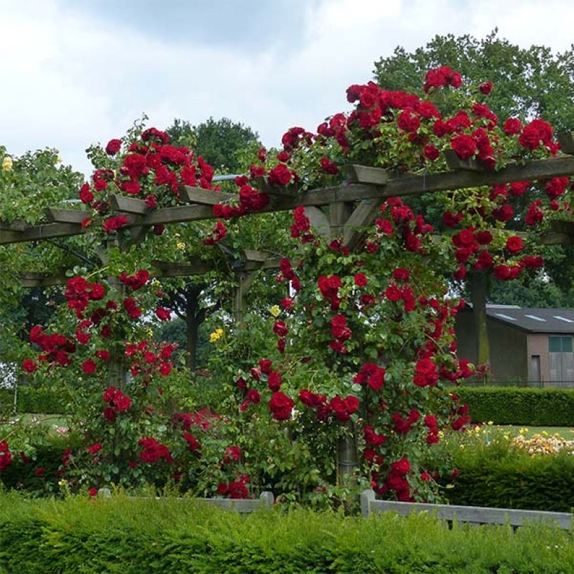 Rosier grimpant Amadeus (Plant habit)