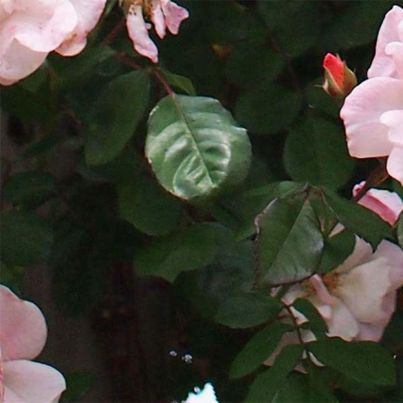 Rosier grimpant Clair Matin (Foliage)