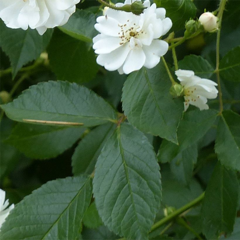 Rosier grimpant Guirlande d'Amour (Foliage)