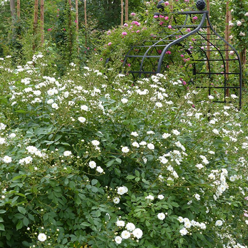 Rosier grimpant Guirlande d'Amour (Plant habit)
