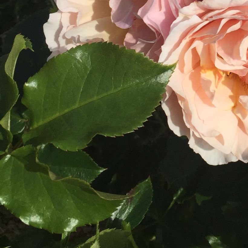 Rosier Jardin des Tuileries - Rosier buisson à fleurs groupées (Foliage)