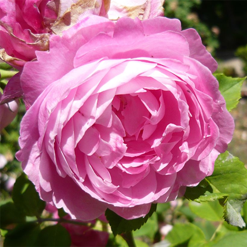 Rosier ancien La Reine Victoria (Flowering)