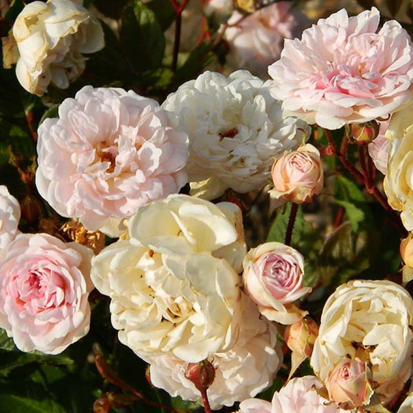 Rosier ancien Marie Pavie (Flowering)