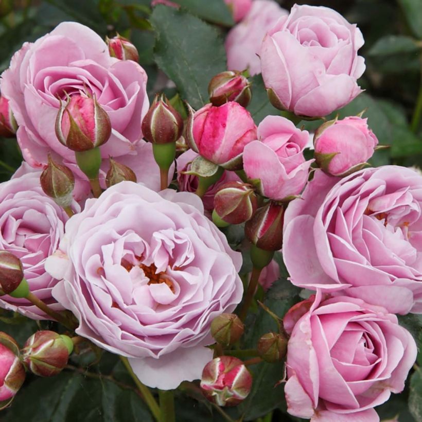Rosier Patio Rose Nautica (Flowering)
