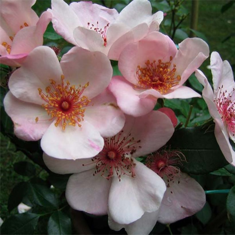 Rosier à fleurs groupées Astronomia (Flowering)