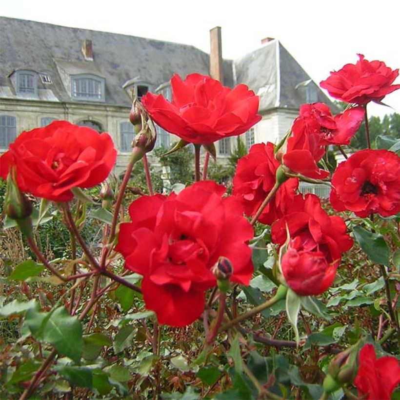 Rosier à fleurs groupées La Sevillana (Flowering)