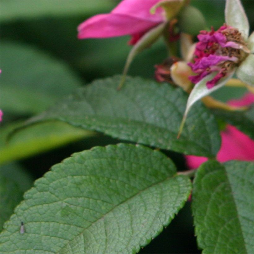 Rosier ancien Pink Grootendorst (Foliage)