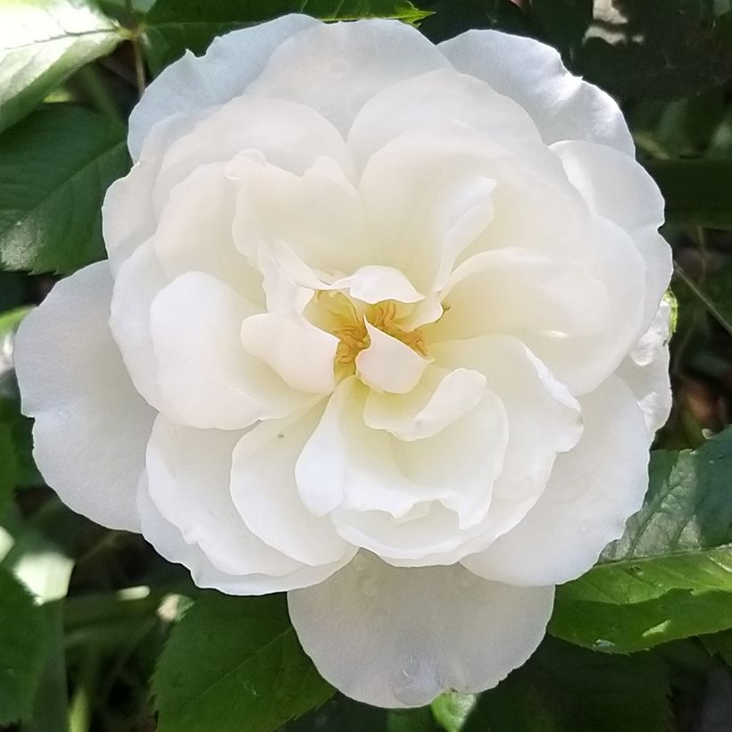 Rosier Princesse de Galles  (Flowering)